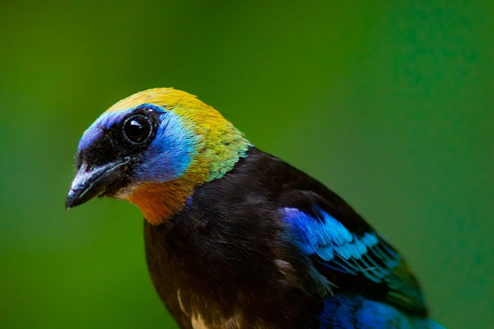 GOLDEN HOODED TANAGER